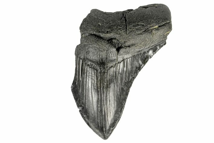Bargain, Fossil Megalodon Tooth - Serrated Blade #166094
